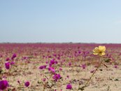砂漠の花畑 - パタ・デ・グアナコの花々
