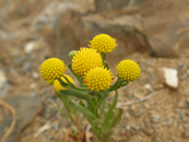 砂漠の黄色い花