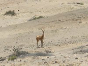 Un guanaco en el desiertol