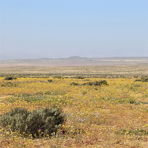 バランキージャの「砂漠の花畑」現象