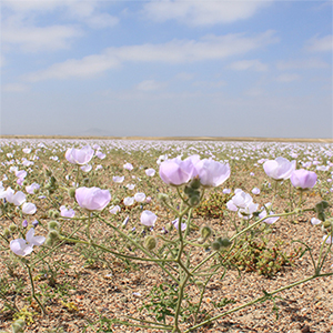 マラビージャの花に覆われる、カルデラ平原の「砂漠の花畑」