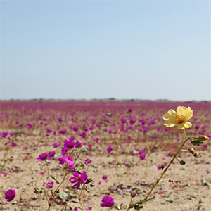 パタデグアナコの花々が咲く「砂漠の花畑」
