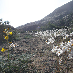 セボジンが咲くモラド峡谷