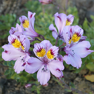 Lirio -Flores del Desierto de la comuna de Caldera -