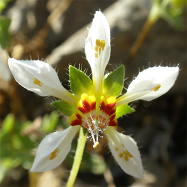 Ortiga -Flores del Desierto de la comuna de Caldera -